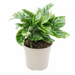 30cm Calathea 'Freddie' | Zebra Plant | 13cm Pot 9 30cm Calathea 'Freddie' | Zebra Plant | 13cm Pot -Perennial Plants Sales Store PL99731 image2 a6a1