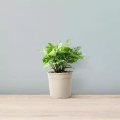 30cm Calathea 'Freddie' | Zebra Plant | 13cm Pot 7 30cm Calathea 'Freddie' | Zebra Plant | 13cm Pot -Perennial Plants Sales Store PL99731 main 965b