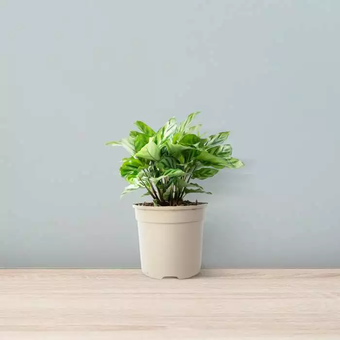 30cm Calathea 'Freddie' | Zebra Plant | 13cm Pot 4 30cm Calathea 'Freddie' | Zebra Plant | 13cm Pot - Image 2