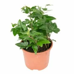 13cm Hedera Helix 'Shamrock' | Ivy Plant | 9cm Pot -Perennial Plants Sales Store PL99778 1 3997