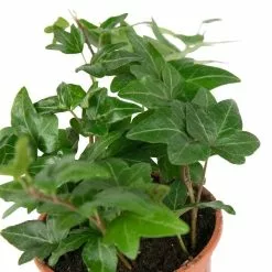 13cm Hedera Helix 'Shamrock' | Ivy Plant | 9cm Pot -Perennial Plants Sales Store PL99778 image2 c658