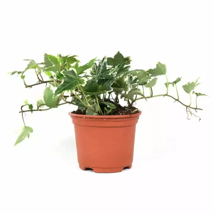 13cm Hedera Helix 'White Ripple' | Ivy Plant | 9cm Pot 5 13cm Hedera Helix 'White Ripple' | Ivy Plant | 9cm Pot - Image 3