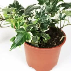13cm Hedera Helix 'White Ripple' | Ivy Plant | 9cm Pot 9 13cm Hedera Helix 'White Ripple' | Ivy Plant | 9cm Pot -Perennial Plants Sales Store PL99780 image2 cafc