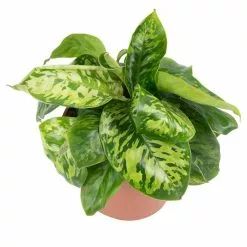 20cm Homalomena Wallisii 'Camouflage' | 13cm Pot -Perennial Plants Sales Store PL99782 image2 ff98