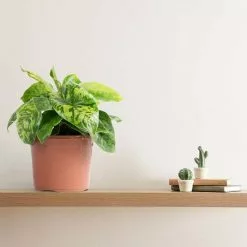 20cm Homalomena Wallisii 'Camouflage' | 13cm Pot -Perennial Plants Sales Store PL99782 main 66d9