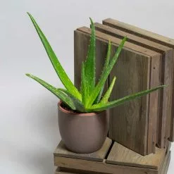 Aloe Vera | H30cm W35cm | 12cm Pot