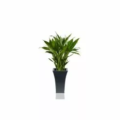 H31cm Black Square Flared Planter - By Primrose™