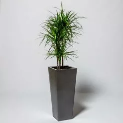 90cm Flared Square Zinc Silver & Black Textured Dipped Galvanised Planter 10 90cm Flared Square Zinc Silver & Black Textured Dipped Galvanised Planter -Perennial Plants Sales Store PP40772 add image 4 e083
