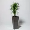 70cm Flared Square Zinc Silver & Black Textured Dipped Galvanised Planter -Perennial Plants Sales Store PP40775 main image 9171