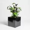 40cm Black Gloss Polystone Cube Planter 1 40cm Black Gloss Polystone Cube Planter -Perennial Plants Sales Store PP40906 main image af5f