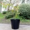 H97cm Jumbo Classic Polystone Planter In Black -Perennial Plants Sales Store PP5024BJ main image ab00