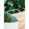 19cm Bowl Planter With Feet 2 19cm Bowl Planter With Feet -Perennial Plants Sales Store PP683 L2 482a