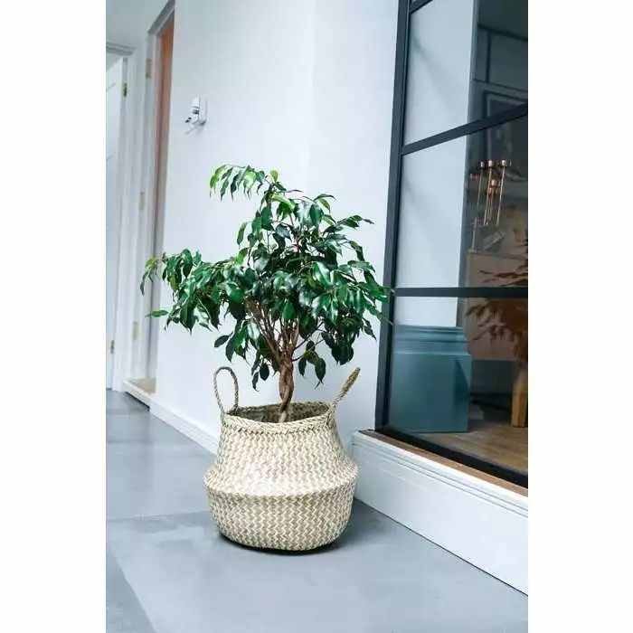 35cm Seagrass Chevron Lined Planter Basket 4 35cm Seagrass Chevron Lined Planter Basket - Image 2