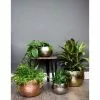 19cm Hammered Bowl Planter -Perennial Plants Sales Store PP690 PP691 PP698 PP699 PP678 PP679 L1 dde4