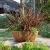 55cm Aged Rust Effect Bowl Planter - By Primroseâ„¢ 2 55cm Aged Rust Effect Bowl Planter - By Primroseâ„¢ -Perennial Plants Sales Store PP7879 main image ba23