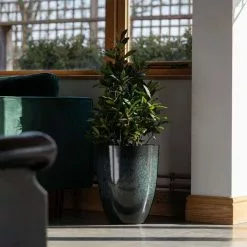 Perennial Plants Sales Store -Perennial Plants Sales Store PP80BLKM indoor b5c3