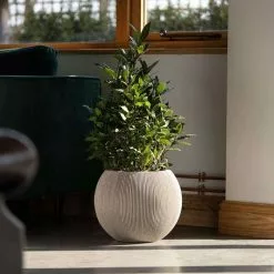 30cm Bowl Ridged Planter In Beige -Perennial Plants Sales Store PP87BGES 4 753b