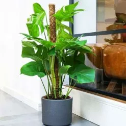 16cm Leon Granite Style Planter