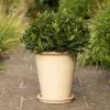 48cm Oatmeal Glazed Terracotta Perennial Pot -Perennial Plants Sales Store PR30014487 07e7