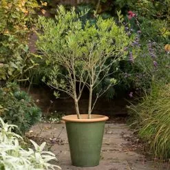 48cm Sage Glazed Terracotta Perennial Pot