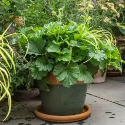 33.5cm Ocean Glazed Pot With Terracotta Rim