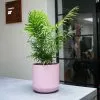 18.5cm Pink Lisbon Planter -Perennial Plants Sales Store PR30014879 b145