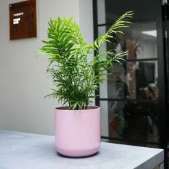 18.5cm Pink Lisbon Planter