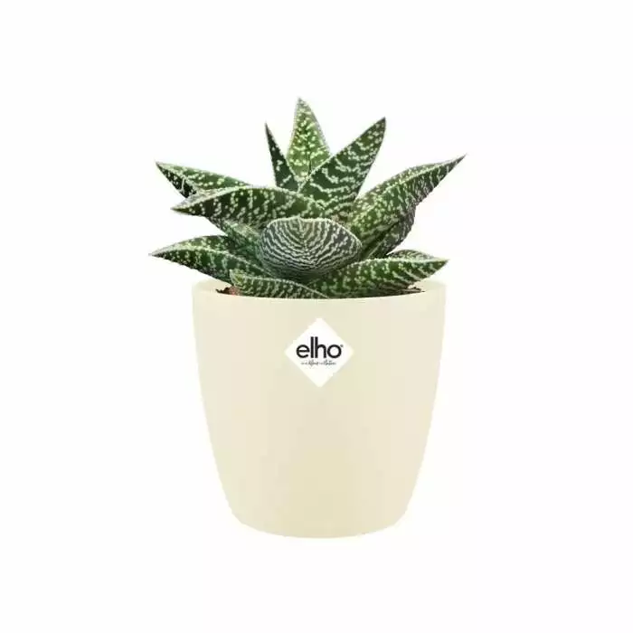 10cm Soap Brussels Round Mini Pot Cover 3 10cm Soap Brussels Round Mini Pot Cover