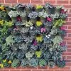 Living Wall Vertical Planting Kit -Perennial Plants Sales Store PR30016089 cc7d