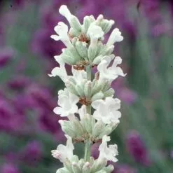 Lavandula Angustifolia Arctic Snow | 9cm Pot