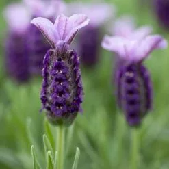 Lavandula Stoechas Subsp. Stoechas Lilac Wings ('Prolil') (PBR) | 9cm Pot