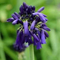 Agapanthus Inapertus Subsp. Pendulus Graskop | 9cm Pot