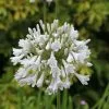 Agapanthus Windsor Grey | 9cm Pot