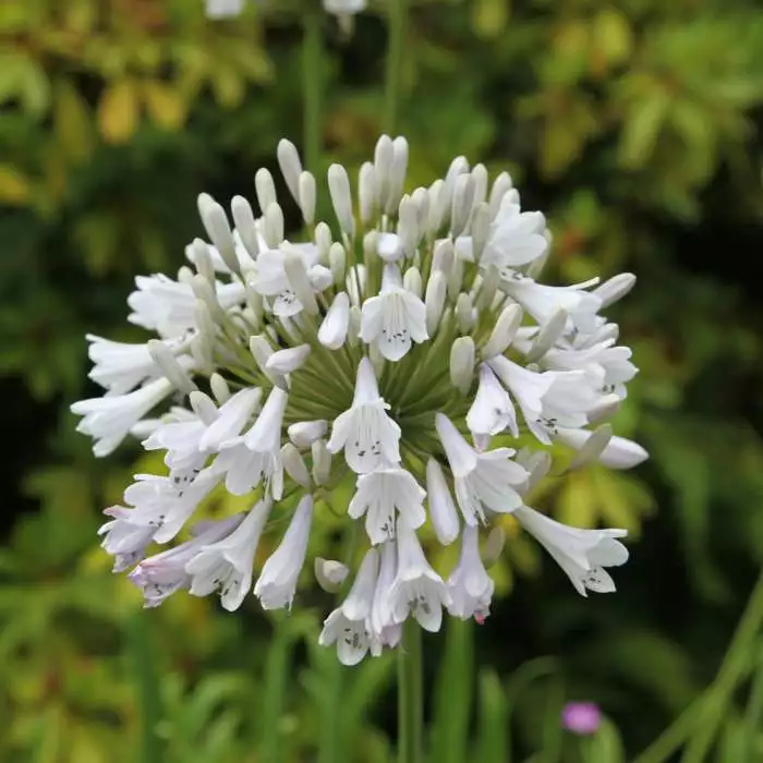 Agapanthus Windsor Grey | 9cm Pot 3 Agapanthus Windsor Grey | 9cm Pot
