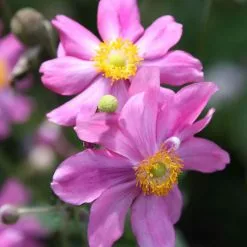 Anemone Hupehensis Var. Japonica Prinz Heinrich | 9cm Pot
