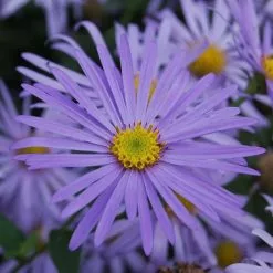 Aster × Frikartii Mönch | 9cm Pot