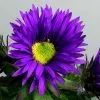 Symphyotrichum Novae-angliae Purple Dome | 9cm Pot
