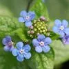 Brunnera Macrophylla Jack Frost (PBR) | 9cm Pot