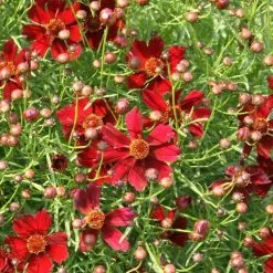 Coreopsis Limerock Ruby (PBR) | 9cm Pot