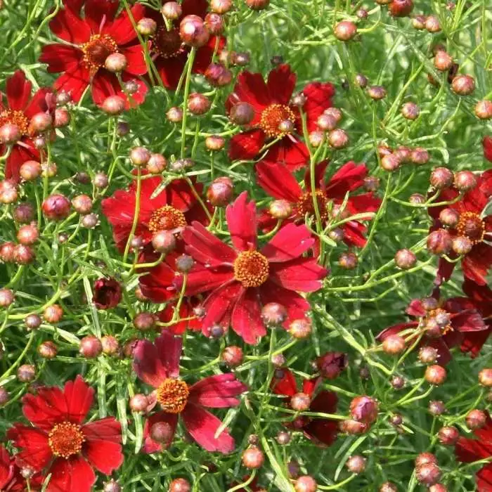 Coreopsis Limerock Ruby (PBR) | 9cm Pot 3 Coreopsis Limerock Ruby (PBR) | 9cm Pot