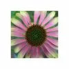 Echinacea Green Envy (PBR) | 9cm Pot -Perennial Plants Sales Store RH30000139 c330