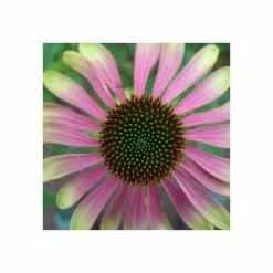 Echinacea Green Envy (PBR) | 9cm Pot