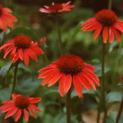 Echinacea Sundown (PBR) (Big Sky Series) | 9cm Pot