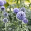 Echinops Bannaticus Taplow Blue | 9cm Pot -Perennial Plants Sales Store RH30000147 fb95