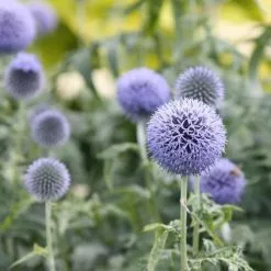 Echinops Bannaticus Taplow Blue | 9cm Pot