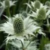 Eryngium Giganteum | 9cm Pot