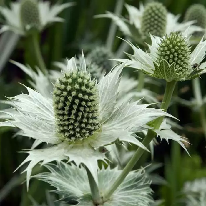 Eryngium Giganteum | 9cm Pot 3 Eryngium Giganteum | 9cm Pot
