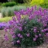 Erysimum Bowles's Mauve | 9cm Pot