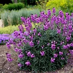 Erysimum Bowles's Mauve | 9cm Pot