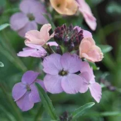 Erysimum Pastel Patchwork | 9cm Pot
